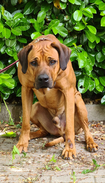Rhodesian Ridgeback In Not Vermittlung – EBRX