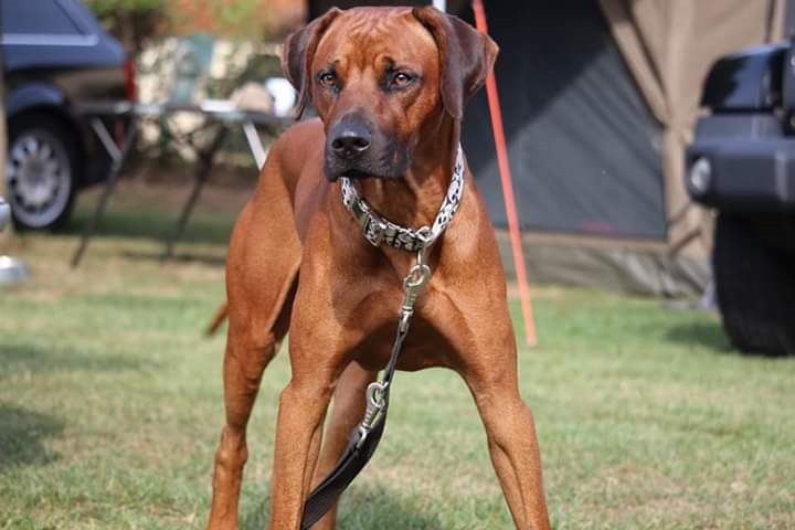 ridgeback honey weight