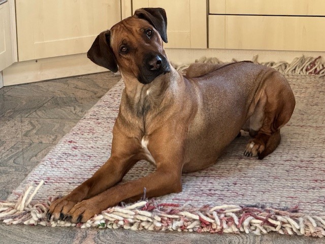 Mika, RR-Hündin, geb. 02/2021