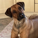 Mika, RR-Rüde, geb. 02/2021