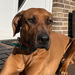 Nala (HH), RR-Hündin, geb. 12/2017