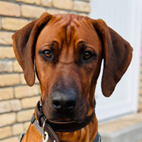 Anton, RR-Rüde, geb. 04/2025