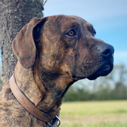Apollo, RR-Mix, 5 Jahre