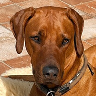 Artur, RR-Mix Rüde, geb. 07/2023