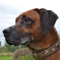 Ashani, RR-Rüde, geb. ca. 2020