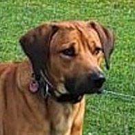 Milo, RR-Mix-Rüde, geb. 07/2016