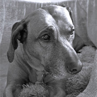 Bruno II