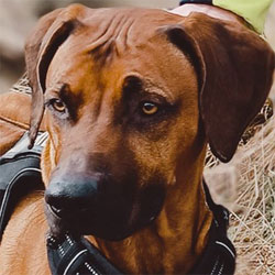 Bruno, RR-Rüde, geb. 04/2019