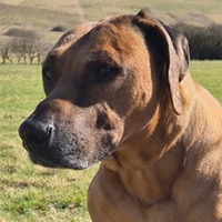 Bruno, RR-Rüde, geb. 06/2015