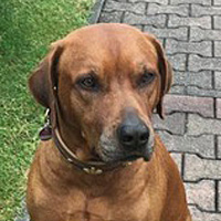 Cimba, RR-Rüde, 8 Jahre