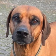 Denzel, RR-Rüde, geb. 2017