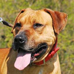 Diego, RR-Mix-Rüde, 4 Jahre