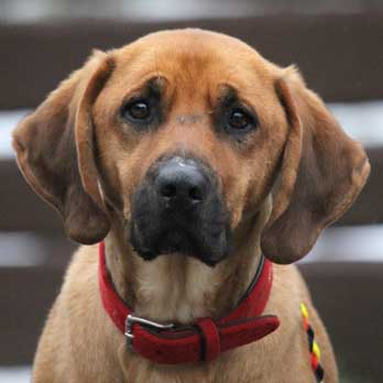 Elvis, RR-Mix-Rüde, 8 Jahre