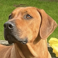 Yves, RR-Rüde, geb. 11/2021