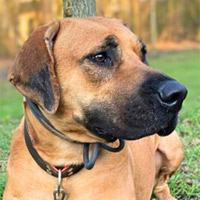 Karma, RR-Mix-Hündin, geb. 2022