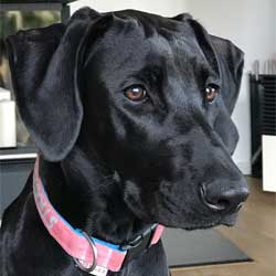 Lady, RR-Mix-Hündin, 1,5 Jahre