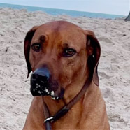 Makani, RR-Rüde, geb. 04/2018