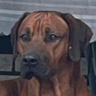 Max, RR-Rüde, geb. 07/2022