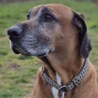 Milo, RR-Mix-Rüde, geb. 07/2016