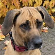 Nala, RR-Hündin, geb. 07/21