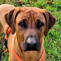 Ragnar, RR-Rüde, geb. 03/2025