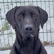 Rocky, RR-Mix-Rüde, geb. 2021