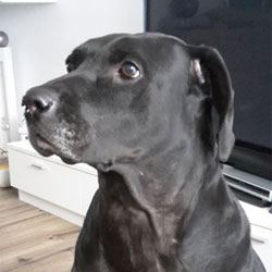 Sheila, RR-Mix-Hündin, 7 Jahre