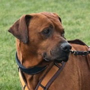 Simba, RR-Rüde, geb. 11/2016