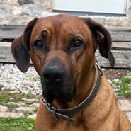 Simba, RR-Rüde, geb. 11/2020