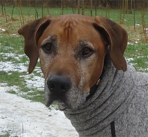 Spike, 11 Jahre