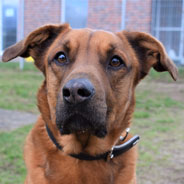 Teddy, RR-Mix-Rüde, 7 Jahre
