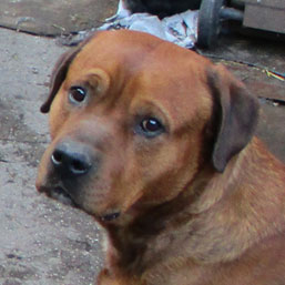 Thor, RR-Mix-Rüde, ca. 5 Jahre