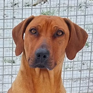 Trixie, RR-Hündin, geb. 2022