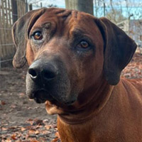 Warlu, RR-Rüde, geb. 7/2019