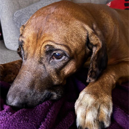 Wladimir, RR-Rüde, geb. 2016